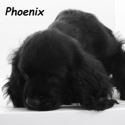 puppy, for, sale, Cocker Spaniel, Joe & Cherri  Overlease, dog, breeder, Miller, MO, dog-breeder, puppy-for-sale, forsale, nearby, find, puppyfind, locator, puppylocator, aca